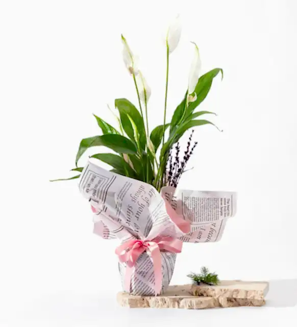 Polimer Saksıda Pembe Gazete Buketli Spatifilyum