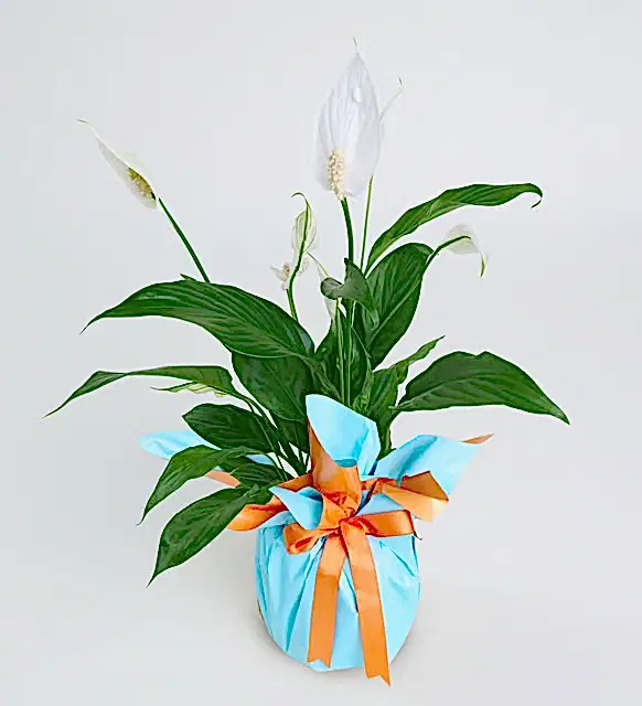 Turuncu Mavi Buketli Polimer Saksıda Spatifilyum