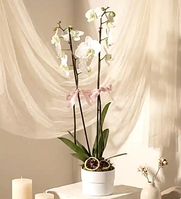 Polimer Saksıda Beyaz Çiftli Orkide