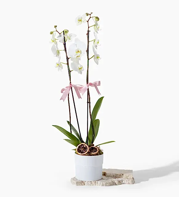 Polimer Saksıda Beyaz Çiftli Orkide