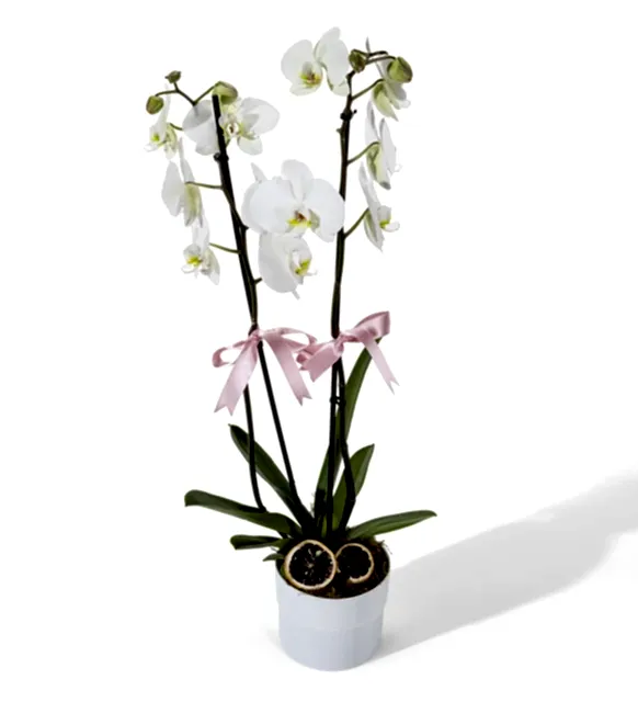 Polimer Saksıda Beyaz Çiftli Orkide