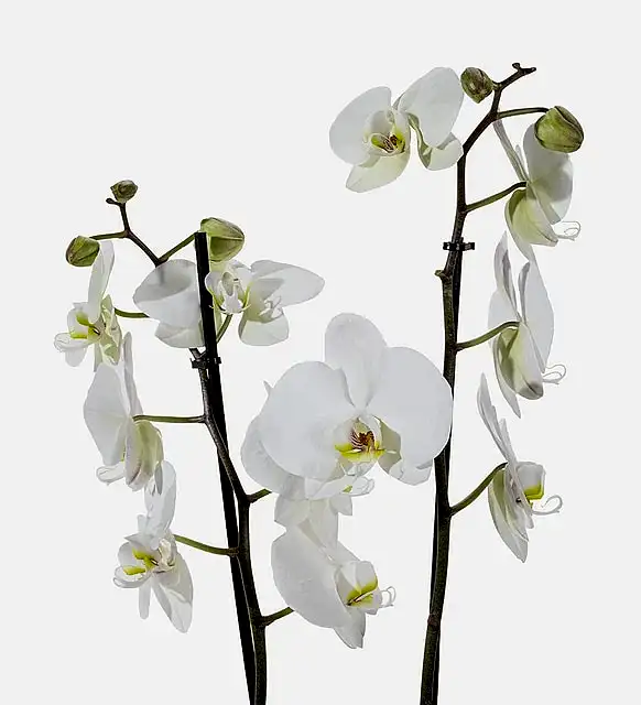 Polimer Saksıda Beyaz Çiftli Orkide