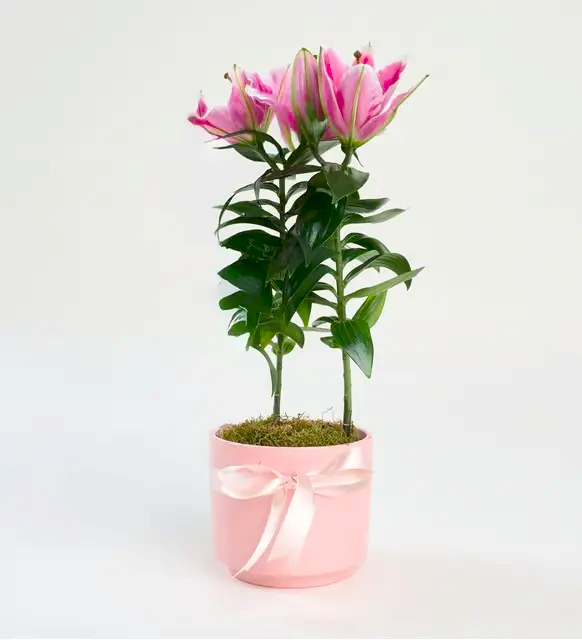 Pembe Beton Saksıda Pembe Lilyum